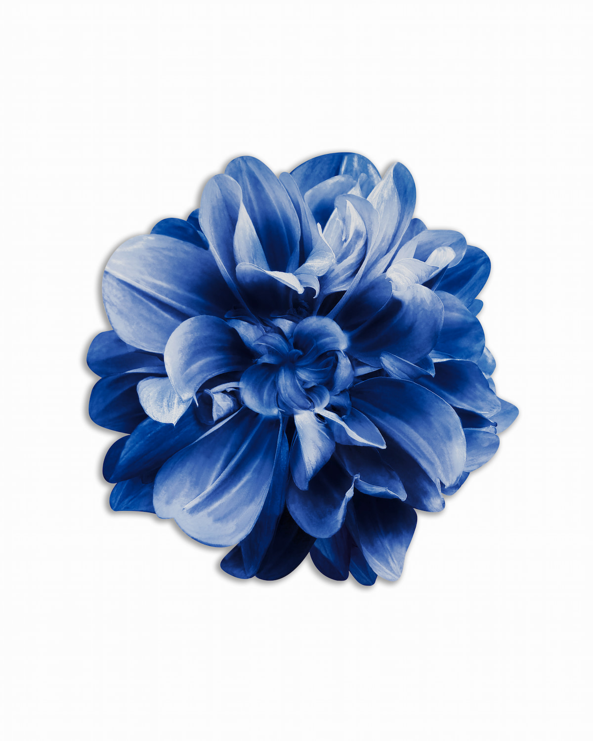 Tovaglietta-americana-bouquet-fiore-blu
