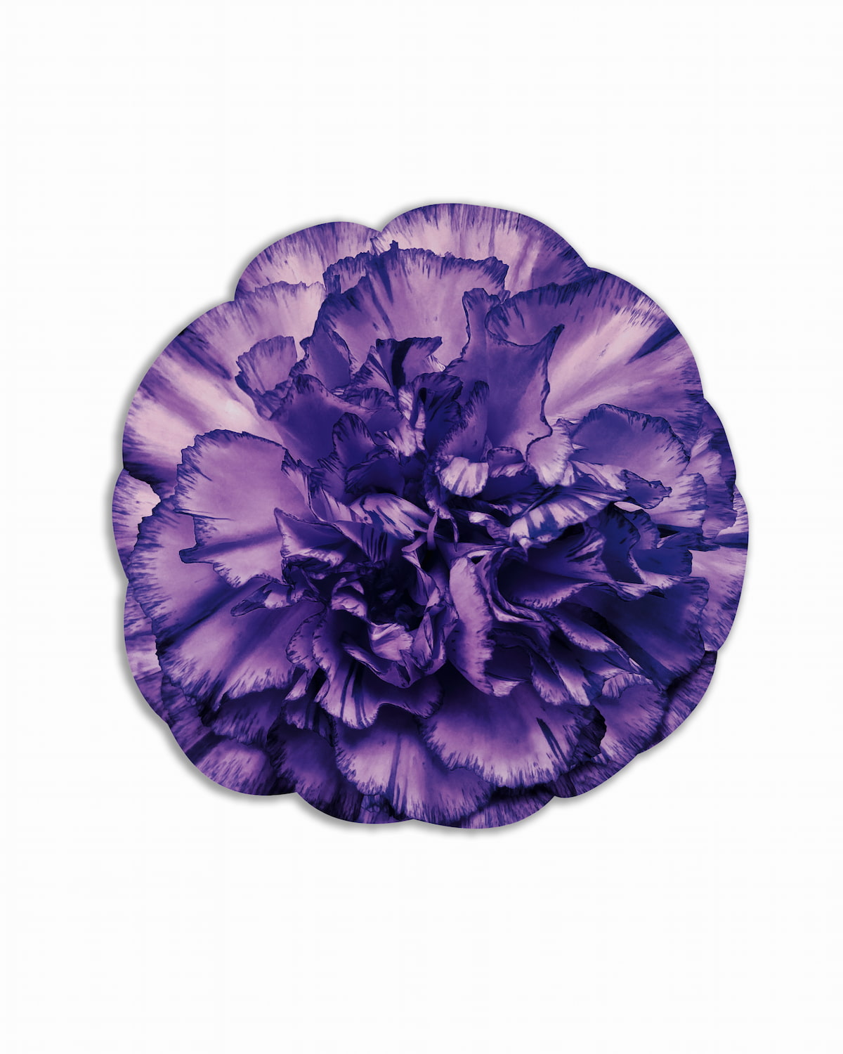 Tovaglietta-americana-bouquet-fiore-viola